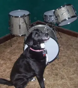 Jazz Kits - Which One Is Magic For You...