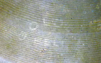 18&quot; flat ride - Golden Bell?