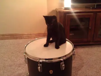 1969 Ludwig &quot;Carioca&quot; in Black Panther