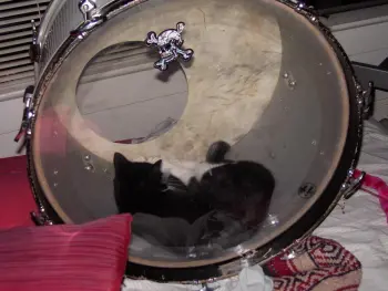 Drums and our Pets !!