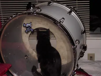 Drums and our Pets !!