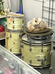 Newbie w/a Ludwig set