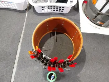 Which separated first, the shell or the re-ring?