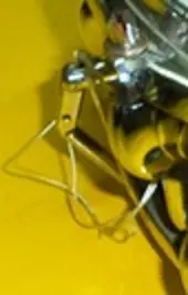 Amati Snare find
