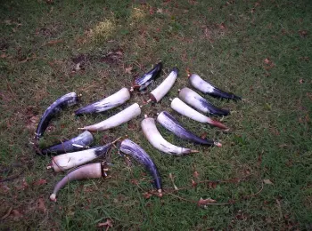 Real Powder Horns for Drum Corps