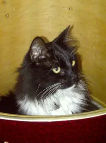 Pets and Vintage Drums