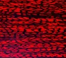Rogers red onyx wrap....